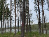 Parduodami žemės sklypai šalia Druskininkų - nuotraukos Nr. 17