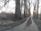 Panevėžio m. sav., Panevėžio m., Rožės - nuotraukos Nr. 4