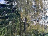 Parduodamas jaukus sodo namas su erdviu - nuotraukos Nr. 14