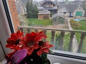 Savininkų parduodamas 2 aukštų gyvenamasis - nuotraukos Nr. 16