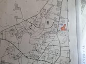1,3 Ha Brandus miskas (Juodalksnis )