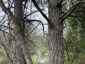 Parduodami žemės ūkio paskirties sklypai - nuotraukos Nr. 8