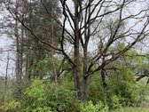 Parduodami žemės ūkio paskirties sklypai - nuotraukos Nr. 11