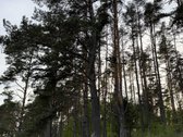 Parduodami namų valdų ir miškų ūkio - nuotraukos Nr. 3