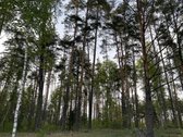Parduodami namų valdų ir miškų ūkio - nuotraukos Nr. 4