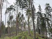 Parduodamas miškų ūkio paskirties sklypas - nuotraukos Nr. 2