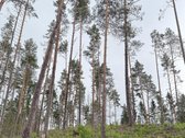 Parduodamas miškų ūkio paskirties sklypas - nuotraukos Nr. 4