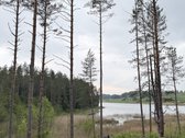 Parduodamas miškų ūkio paskirties sklypas - nuotraukos Nr. 6