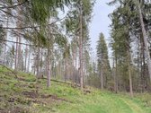 Parduodamas miškų ūkio paskirties sklypas - nuotraukos Nr. 7