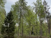 Parduodamas miškų ūkio paskirties žemės - nuotraukos Nr. 2