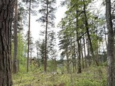 Parduodamas miškų ūkio paskirties žemės - nuotraukos Nr. 3