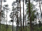 Parduodamas miškų ūkio paskirties žemės - nuotraukos Nr. 4