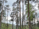Parduodamas miškų ūkio paskirties žemės - nuotraukos Nr. 5