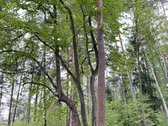 Parduodamas miškų ūkio paskirties žemės - nuotraukos Nr. 6