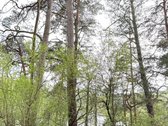 Parduodamas miškų ūkio paskirties žemės - nuotraukos Nr. 7