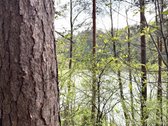Parduodamas miškų ūkio paskirties žemės - nuotraukos Nr. 8