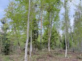 Parduodamas miškų ūkio paskirties žemės - nuotraukos Nr. 12