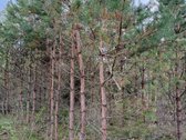 Parduodamas miškų ūkio paskirties žemės - nuotraukos Nr. 13