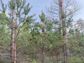 Parduodamas miškų ūkio paskirties žemės - nuotraukos Nr. 14