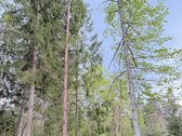 Parduodamas miškų ūkio paskirties žemės - nuotraukos Nr. 15