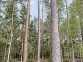 Parduodamas miškų ūkio paskirties žemės - nuotraukos Nr. 16