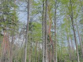 Parduodamas miškų ūkio paskirties žemės - nuotraukos Nr. 17