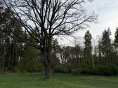 Parduodami namų valdų, žemės ūkio bei miškų - nuotraukos Nr. 12