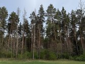 Parduodami namų valdų, žemės ūkio bei miškų - nuotraukos Nr. 13