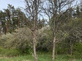 Parduodami namų valdų, žemės ūkio bei miškų - nuotraukos Nr. 16