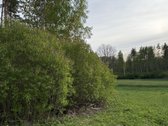 Parduodami namų valdų, žemės ūkio bei miškų - nuotraukos Nr. 17
