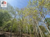 Parduodamas išskirtinis sodo sklypas Valų - nuotraukos Nr. 6