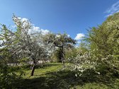 Parduodamas Namas Gražiškių Miestelyje, - nuotraukos Nr. 9