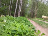 Be tarpininkų parduodamas 6,44 a sklypas SB - nuotraukos Nr. 2