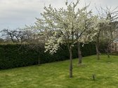 Jaukus 149 m² namas Palangoje – idealus - nuotraukos Nr. 10