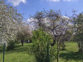 Parduodamas erdvus 18 arų sodas su mūriniu - nuotraukos Nr. 27