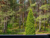 Parduodamas butas prie Balžio ežero Vilniaus - nuotraukos Nr. 18