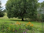 Parduodamas 1,6 Ha Sklypas Su Statybos Galimybe - nuotraukos Nr. 3