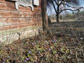 Parduodamas Jaukus Gamtos Kampelis Širvintų - nuotraukos Nr. 6