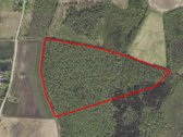 Brandus ir nekirstas lapuočių miškas. - nuotraukos Nr. 2