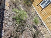 Parduodama jauki ir prižiūrėta sodyba - nuotraukos Nr. 14