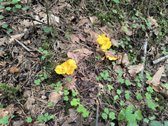 Parduodamas sklypas su pamatais ir nauju - nuotraukos Nr. 5