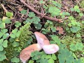Parduodamas sklypas su pamatais ir nauju - nuotraukos Nr. 4