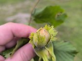 Parduodamas sklypas su pamatais ir nauju - nuotraukos Nr. 6