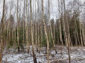 Išugdytas gražus 25 metų beržo jaunuolynas - nuotraukos Nr. 3