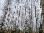 Išugdytas gražus 25 metų beržo jaunuolynas - nuotraukos Nr. 4