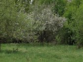 Parduodama sodyba birzu rajone iskoniu kaime - nuotraukos Nr. 13