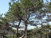 Sklypas yra šalia projektuojamos išskirtinės - nuotraukos Nr. 3
