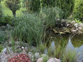 Parduodama Išskirtinė Sodyba Ant Galuonų - nuotraukos Nr. 9