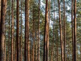 Projektas prie Balžio ežero – tai 15-OS - nuotraukos Nr. 10