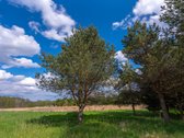Užugriovio kaime parduodamas 3,1 ha žemės - nuotraukos Nr. 24